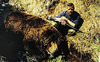 Alaska Brown Bear